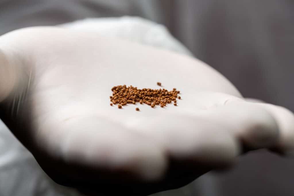 A gloved hand holding grains of a brown powder